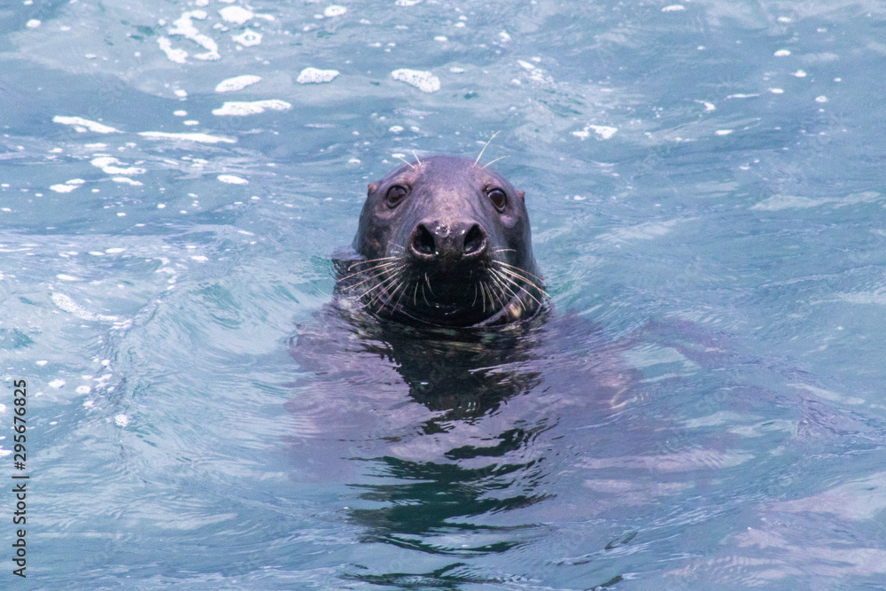 Fototapeta premium Seal Staring Down the Lens