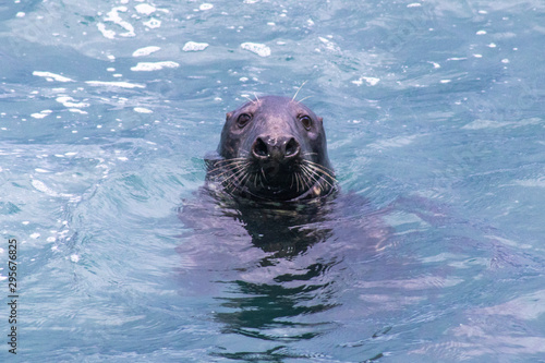 Seal Staring Down the Lens