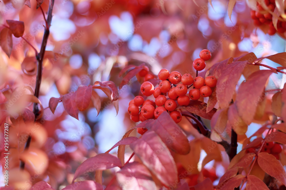 Autumn background with rowan. Beautiful rowan tree with bright red ripe berries. Sunny, juicy picture of autumn nature, botanical background. Seasonal berries and plants. Macro nature, close up. Autumn background with rowan. Beautiful rowan tree with bright red ripe berries. Sunny, juicy picture of autumn nature, botanical background. Seasonal berries and plants. Macro nature, close up.