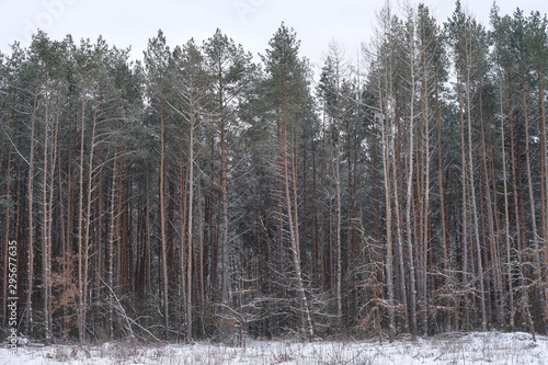 Beautiful winter landscape in a snowy forest. Beautiful Christmas trees in a snowdrift and snowflakes. Stock photo for new year