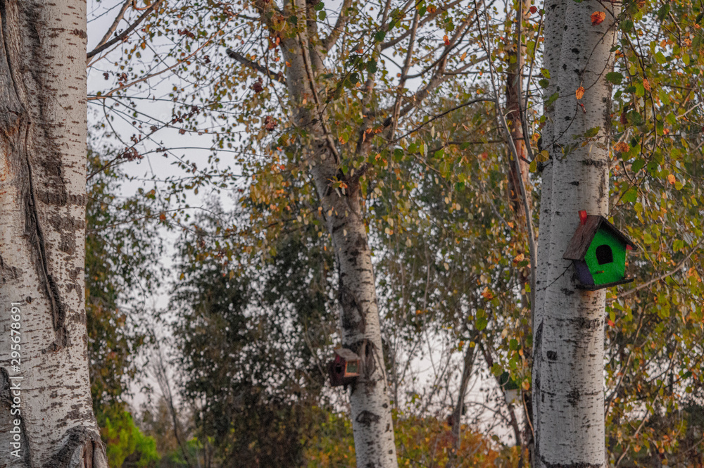 Fototapeta premium bird house on oak tree in autumn 