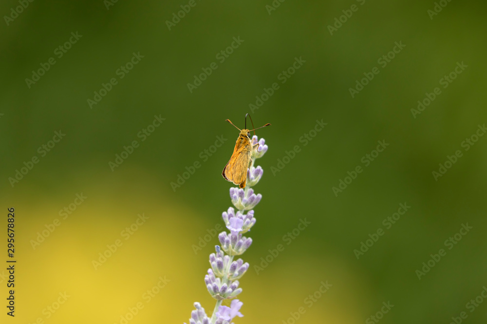 Butterfly and lavenders, Auvergne, France. Butterfly and lavenders, Auvergne, France.