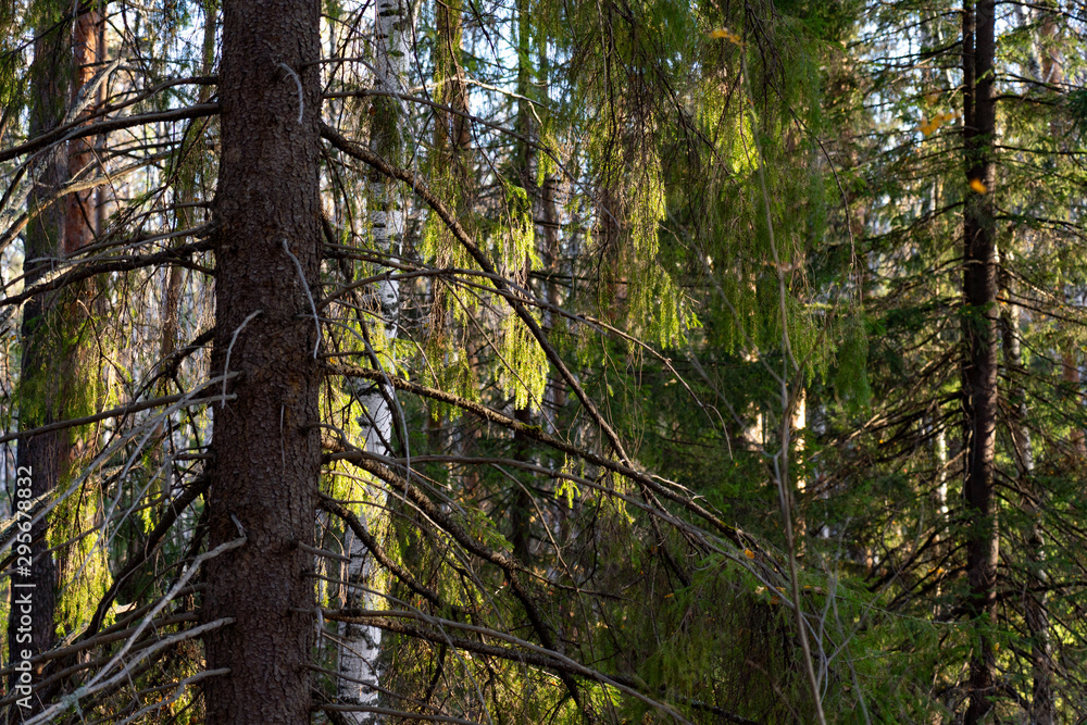 morning sunlight through the dense spruce forest morning sunlight through the dense spruce forest