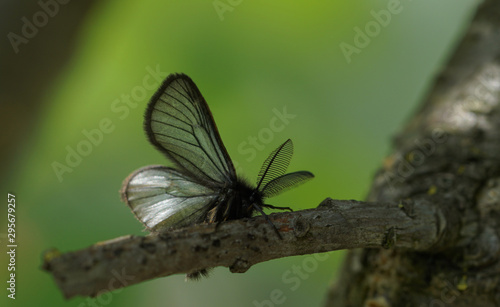 Epichnopterix Plumella - Schmetterling photo