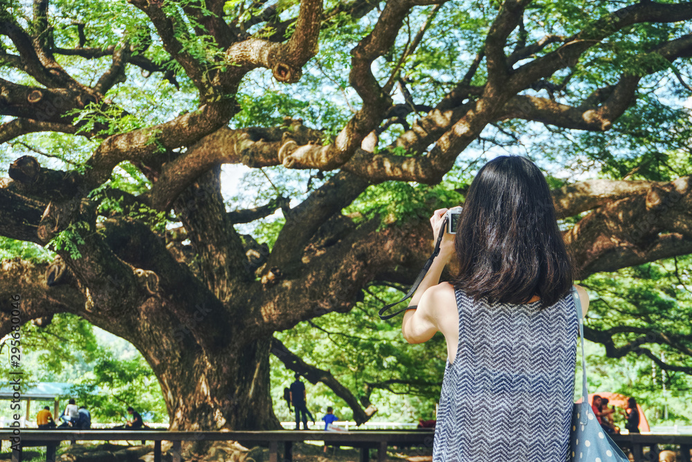 Naklejka premium Woman use camera to take photo a big tree