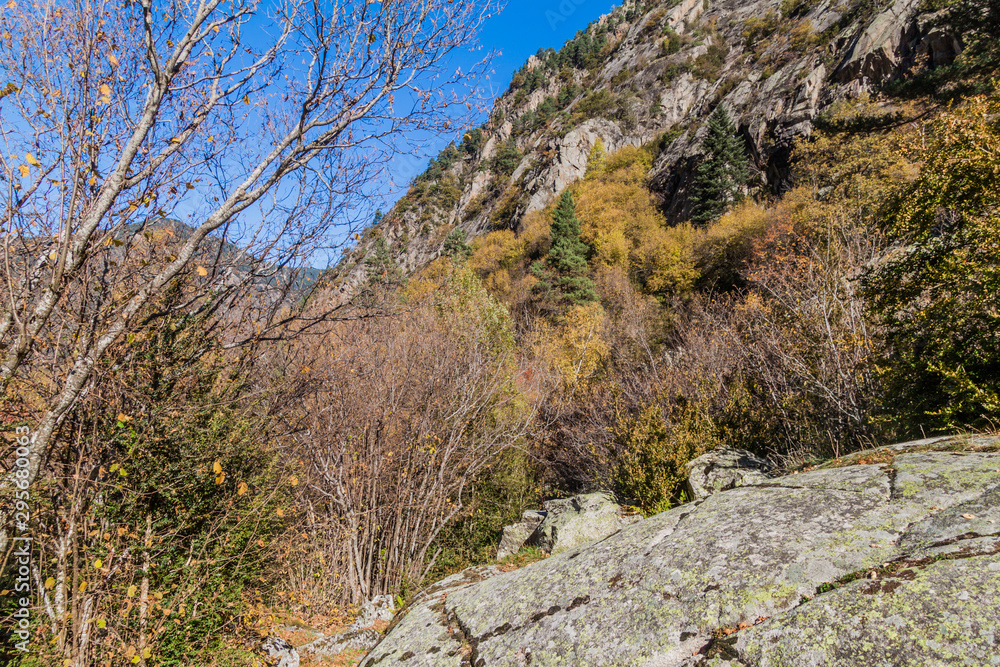 Forest in Madriu-Perafita-Claror Valley, Andorra Forest in Madriu-Perafita-Claror Valley, Andorra