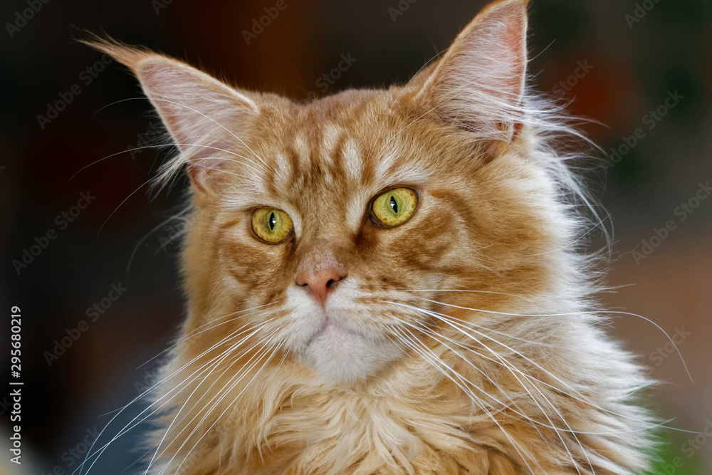 Chat Maine Coon en gros plan Chat Maine Coon en gros plan