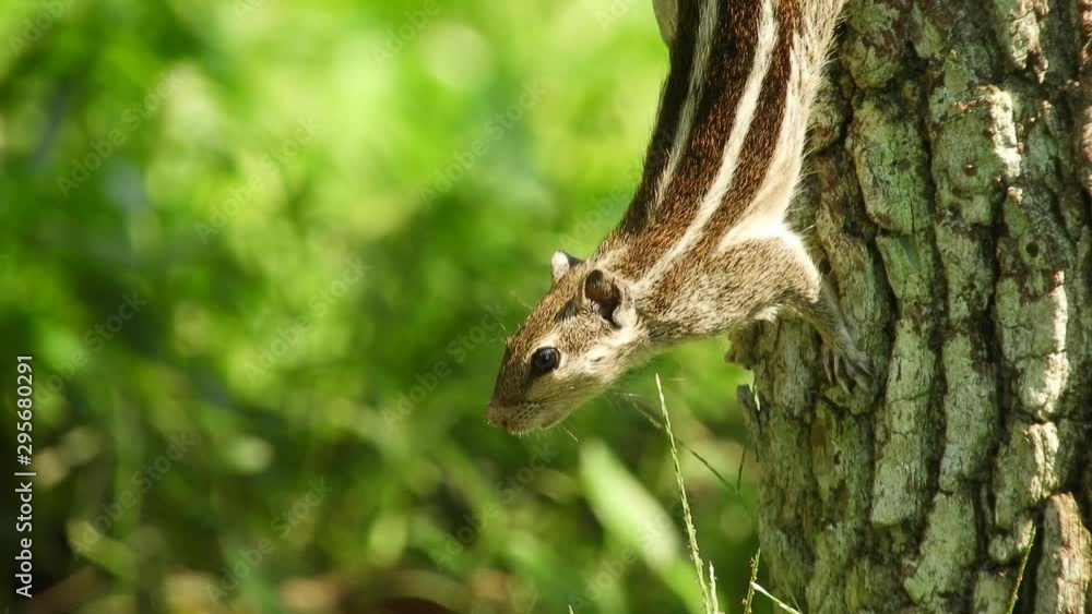 The Indian palm squirrel Funambulus palmarum jumping in tree trunk in search of foods. 4K Video The Indian palm squirrel Funambulus palmarum jumping in tree trunk in search of foods. 4K Video