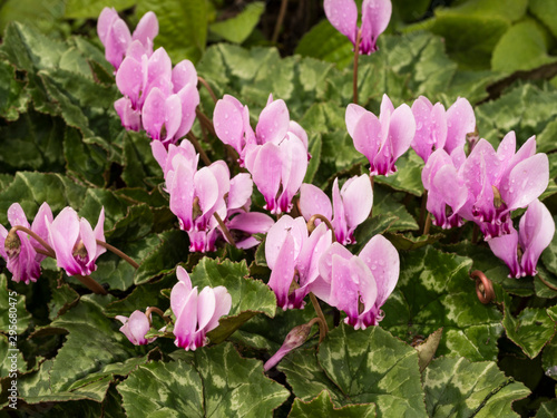 Foto Pink ivy-leaved cyclamen (Cyclamen hederifolium) in shade