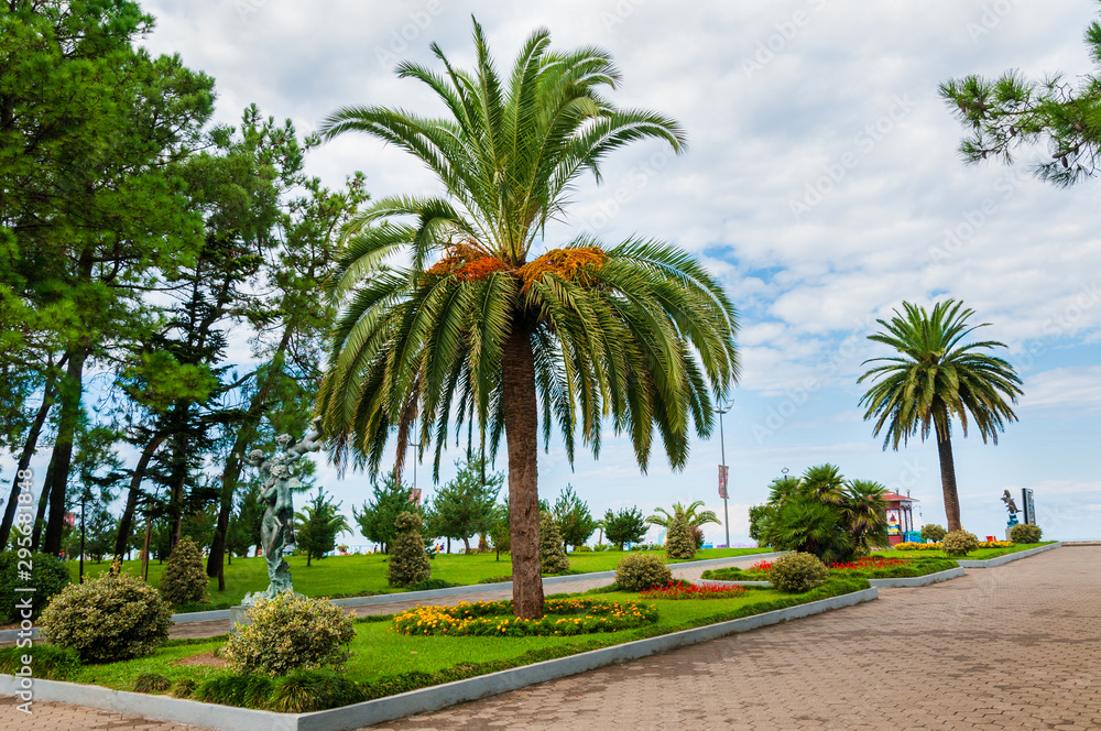 Beautiful palm trees and flowerbed with multicolored flowers in the park, Batumi