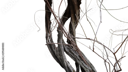 Obraz na plátně Old spooky jungle tree trunk with twisted tree branches of flowering climbing plant isolated on white background, clipping path included