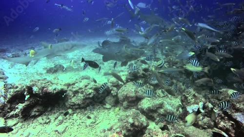 Wallpaper Mural Diver feeds shark in underwater ocean of Fiji. Feeding Sharks on background of school of fish in underwater marine wildlife of Oceania. Torontodigital.ca