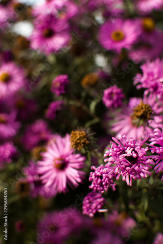 Purple flowers in the garden © Паша Баглай