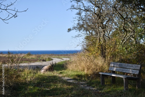 Resting place with a wooden bench