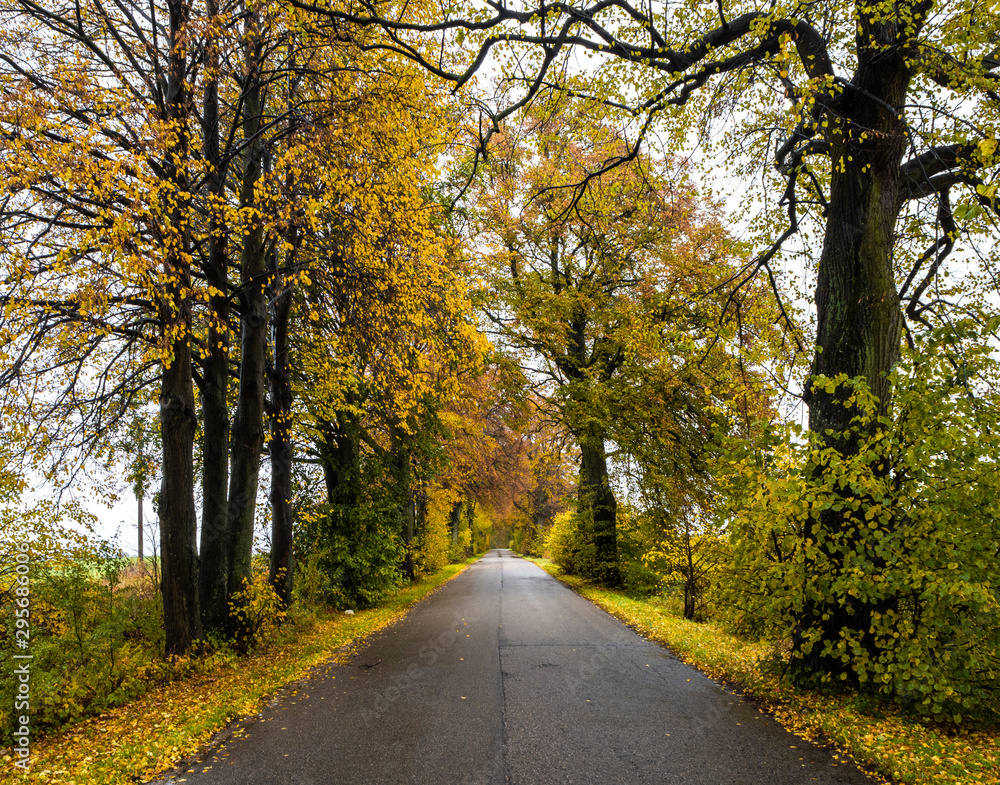 Road in the autumn forest in rain. Asphalt  road in overcast rainy day. Roadway with  trees in kaliningrad region. Empty highway in fall woodland.