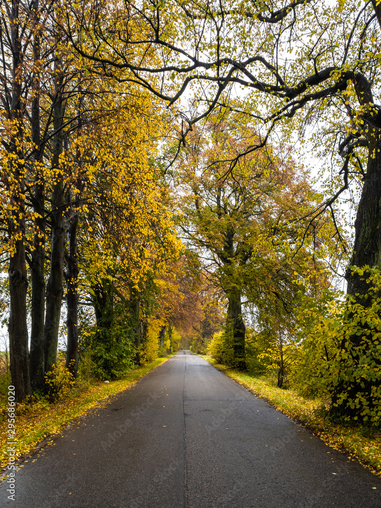 Naklejka premium Road in the autumn forest in rain. Asphalt road in overcast rainy day. Roadway with trees in kaliningrad region. Empty highway in fall woodland.
