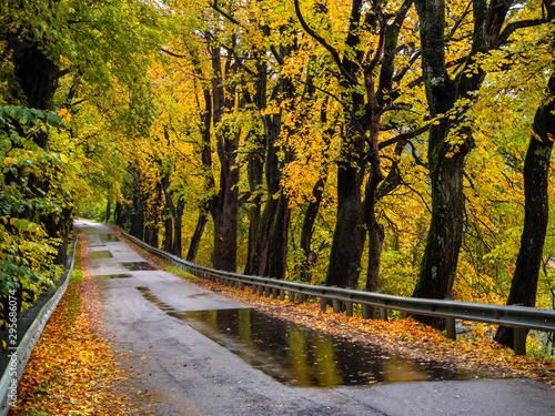 Road in the autumn forest in rain. Asphalt road in overcast rainy day. Roadway with reflection and trees in kaliningrad region. Empty highway in fall woodland.