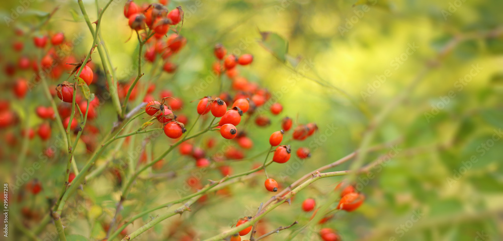 Red ripe rosehip berries on a branch. In the garden in early autumn on a green and yellow blurred background of nature, a banner for the site
