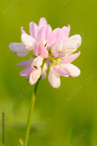 Bunte Kornwicke  Coronilla varia 