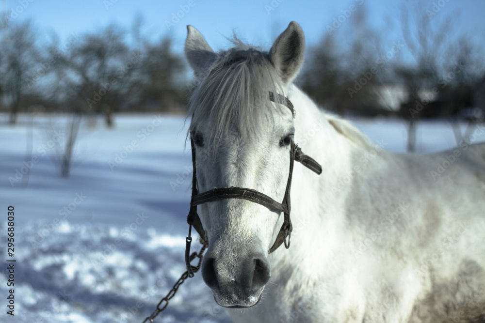 Obraz premium Beautiful white-gray horse in the winter at the farm. New Year's landscape with a noble animal. Christmas theme