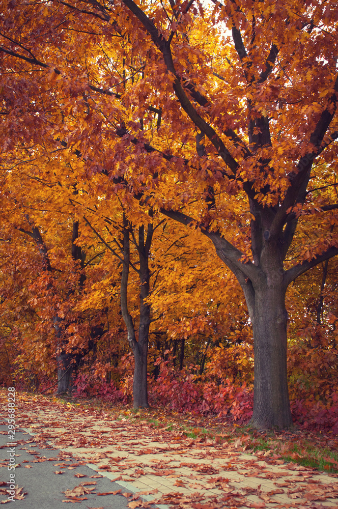 Autumn orange trees park alley Autumn orange trees park alley