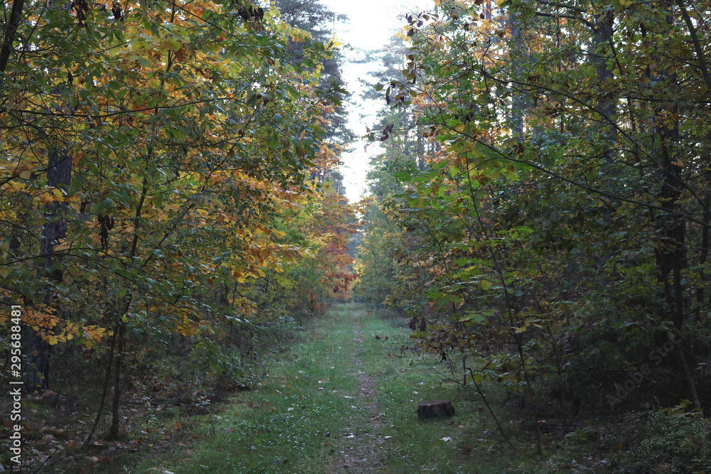 autumn forest autumn forest