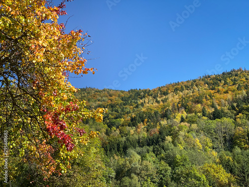 Fototapeta Naklejka Na Ścianę i Meble -  Baum im Herbst