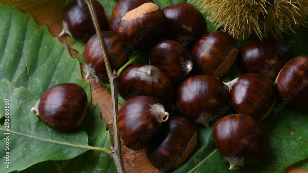 sweet chestnuts with curly on green chestnut tree leaves, wheel on wood. Typical autumnal fresh fruit rotates on wooden background, close-up of forest crop. 4K UHD Video. sweet chestnuts with curly on green chestnut tree leaves, wheel on wood. Typical autumnal fresh fruit rotates on wooden background, close-up of forest crop. 4K UHD Video.