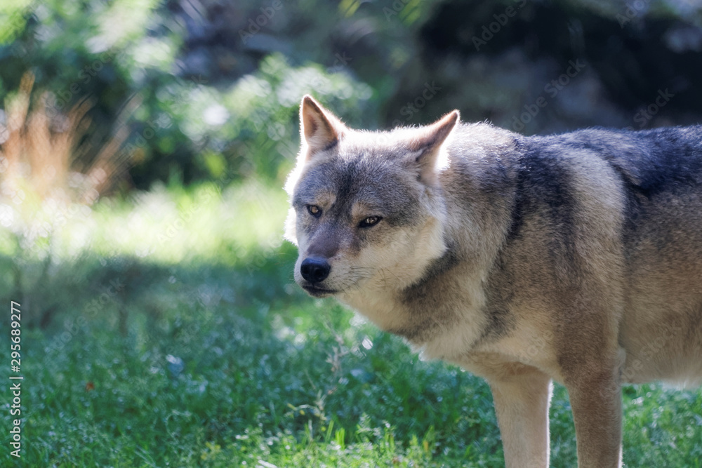 Loup gris en gros plan Loup gris en gros plan