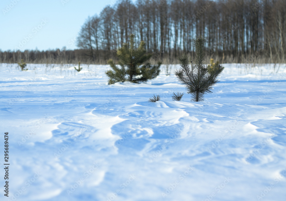 Obraz premium Snow-white snow and the earth sheltered by it. Countryside and snowfall. Winter dunes and mountains of snowflakes. Stock background.