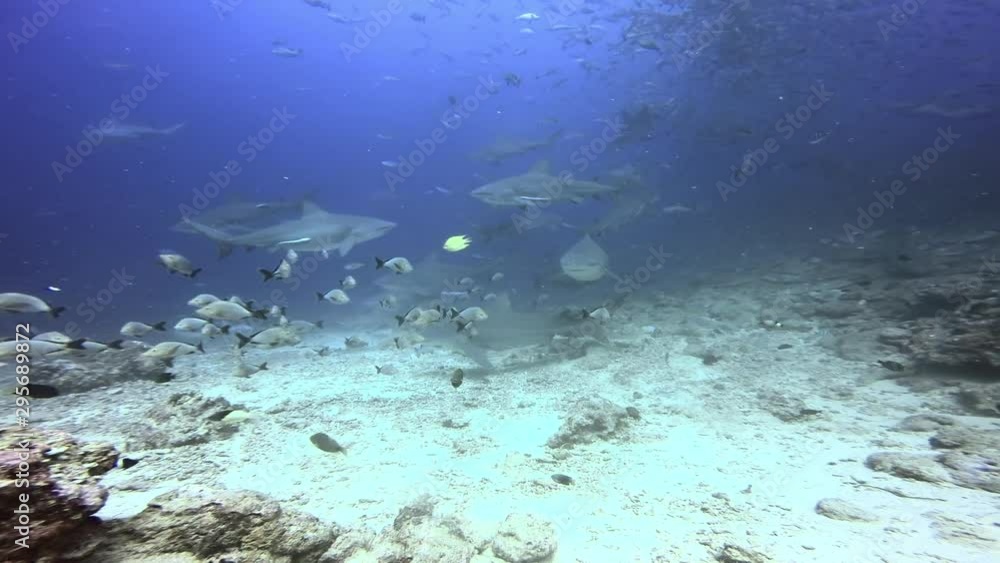 People feed sharks in underwater ocean of Fiji. Whitefin Gray Shark Carcharhinus albimarginatus in underwater marine wildlife of Oceania. People feed sharks in underwater ocean of Fiji. Whitefin Gray Shark Carcharhinus albimarginatus in underwater marine wildlife of Oceania.