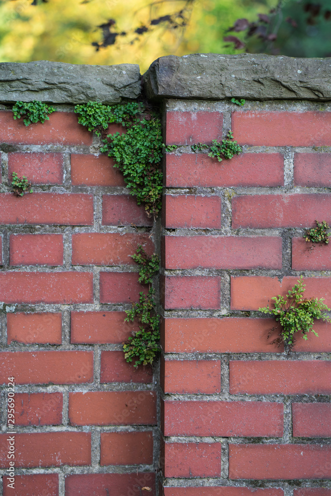 A brick wall niche with plants growing in it. A brick wall niche with plants growing in it.