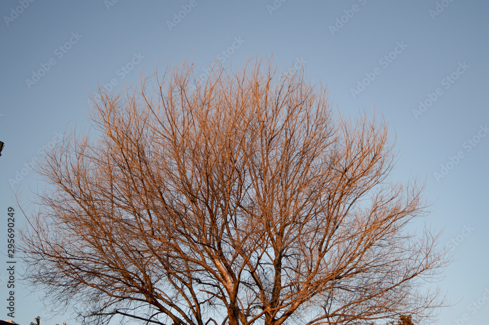 leafless tree in autumn leafless tree in autumn
