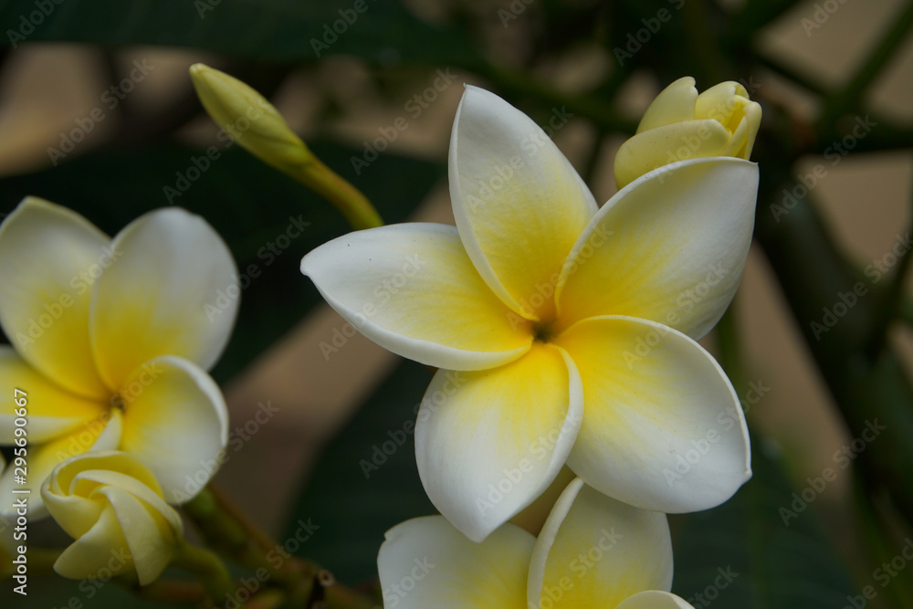 Frangipani Frangipani
