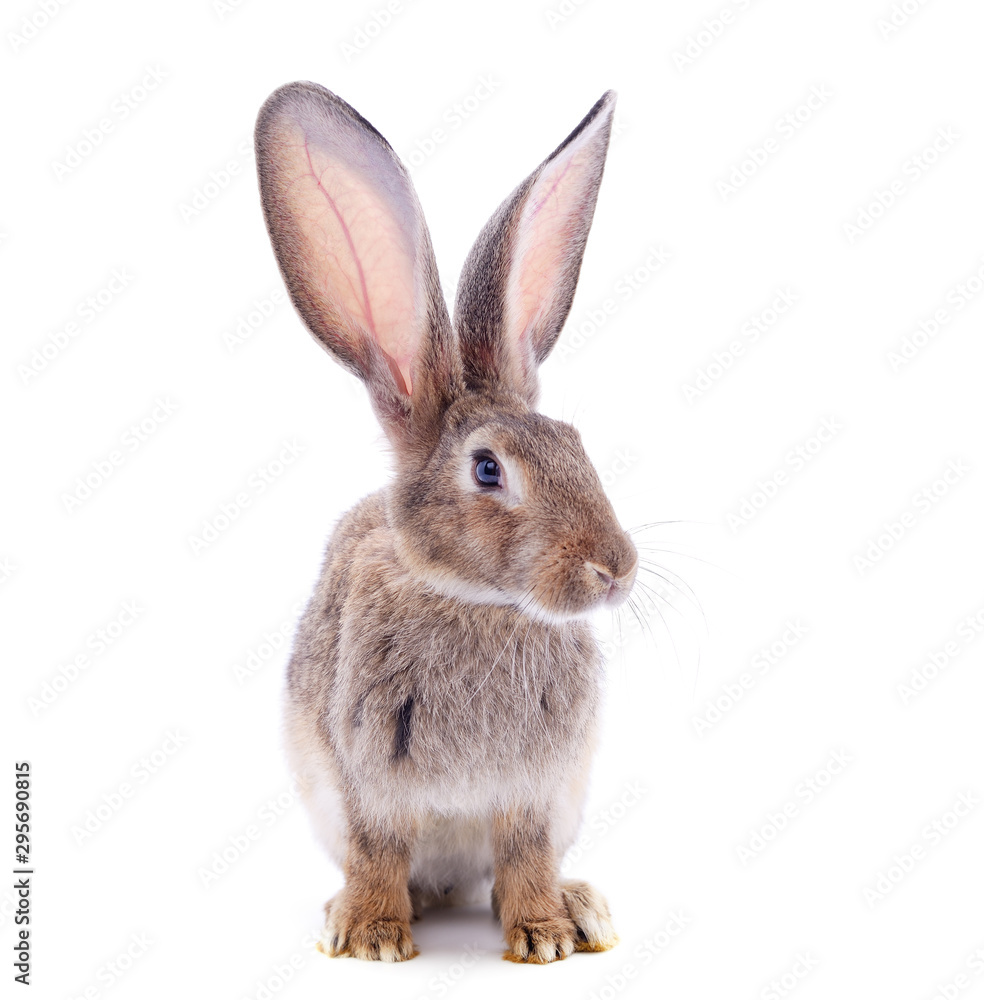 One gray rabbit. One gray rabbit.