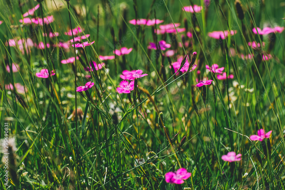 Fototapeta premium purple flowers in the garden