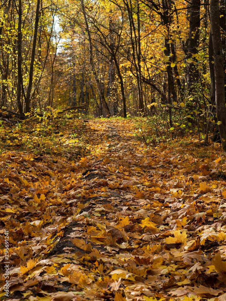 Autumn forest landscape. The sun hits the leaves lying on the ground. Carpet of leaves . Beauty of autumn Autumn forest landscape. The sun hits the leaves lying on the ground. Carpet of leaves . Beauty of autumn