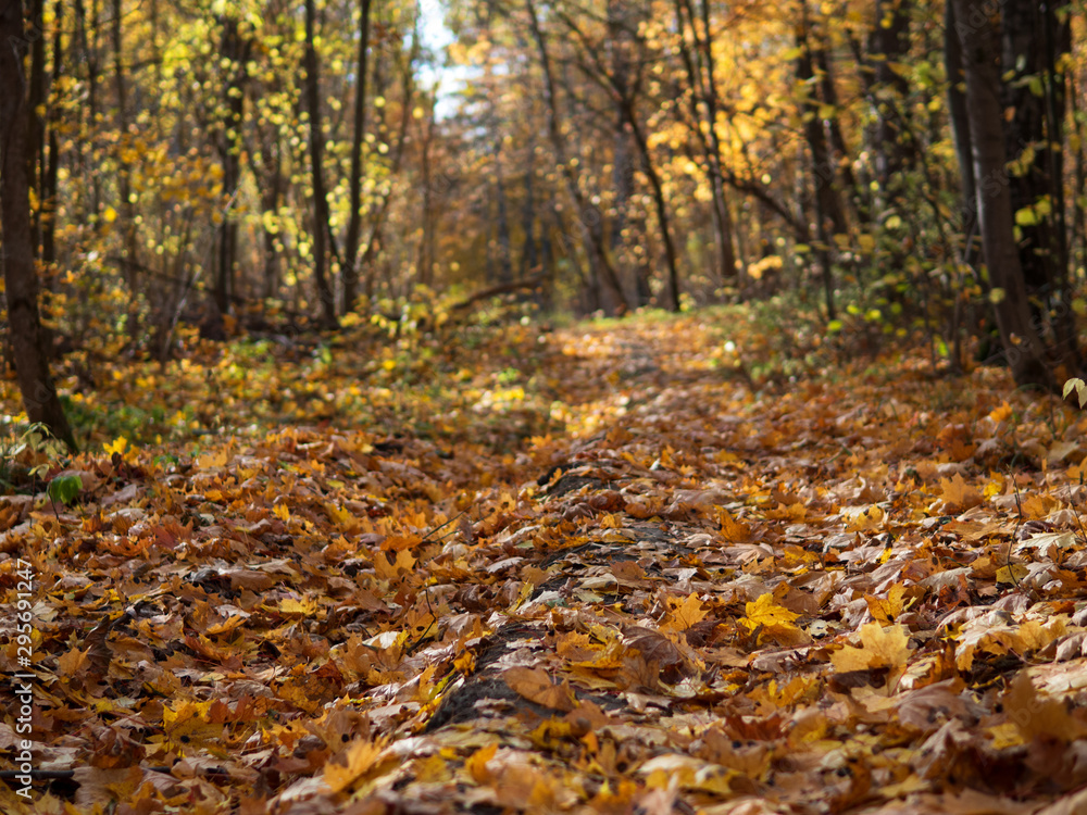 Autumn forest landscape. The sun hits the leaves lying on the ground. Carpet of leaves . Beauty of autumn