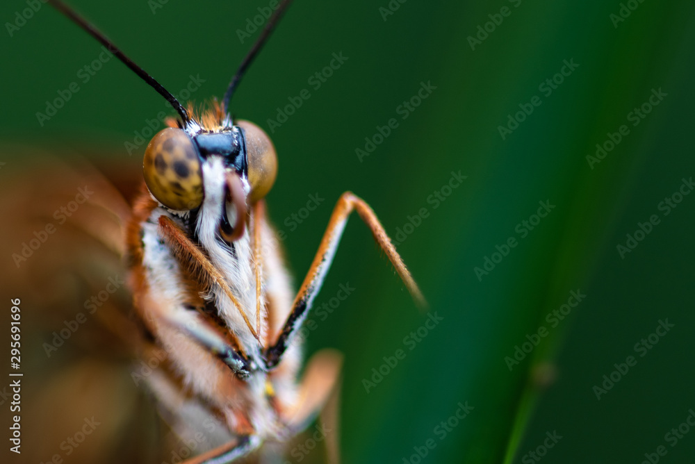 Fototapeta premium Beautiful and colorful tropical butterfly in natural habitat. Selective focus.