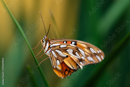 Beautiful and colorful tropical butterfly in natural habitat. Selective focus.