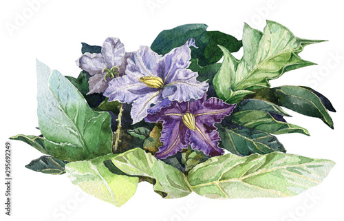 Foto Nightshade violet flowers with green leaves watercolor illustration