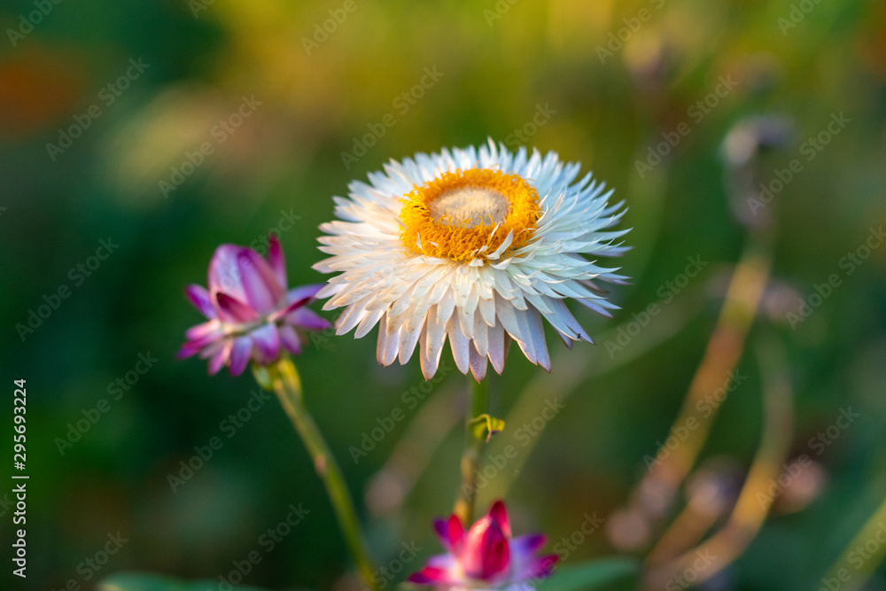 Obraz premium Small garden flower