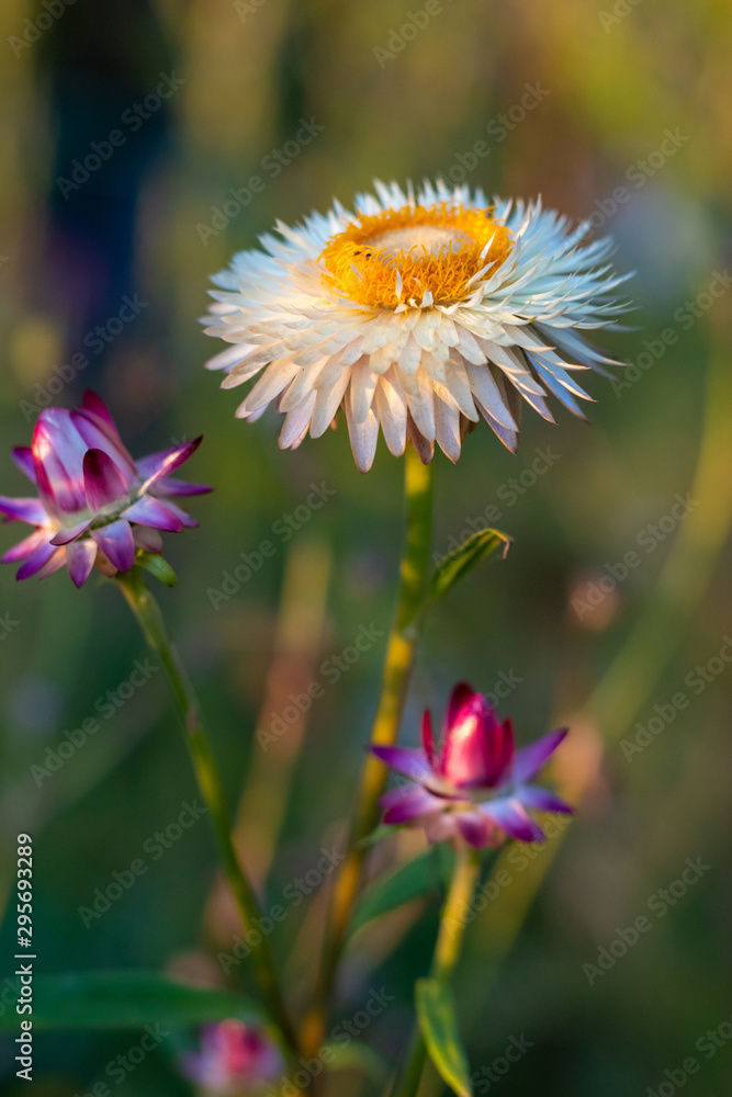 Obraz premium Garden flower