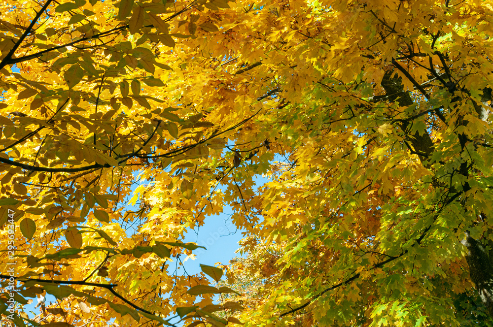 Bright yellow orange leaves maple against blue sky Bright yellow orange leaves maple against blue sky