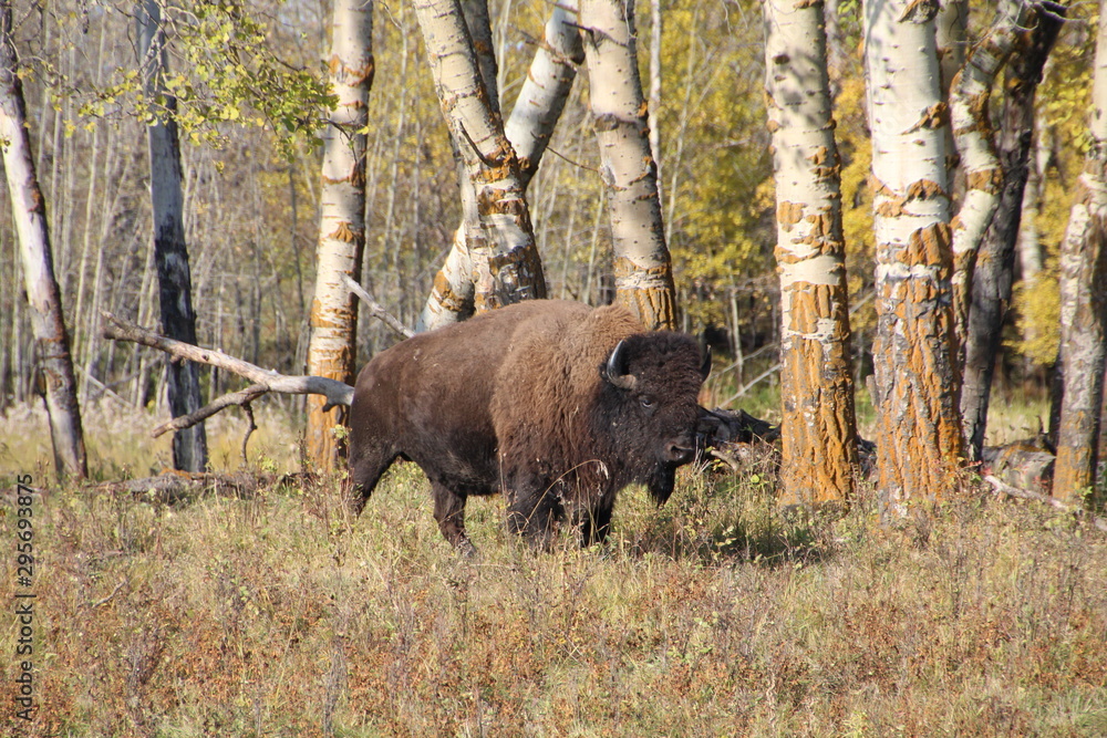 Bison Coming Out Of The Forest, Elk Island National Park, Alberta Bison Coming Out Of The Forest, Elk Island National Park, Alberta