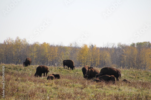 Bison In The Field, Elk Island National Park, Alberta