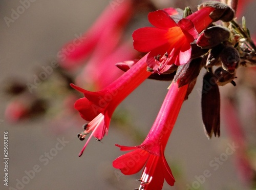 Cantua buxifolia, la cantuta, arbuste à fleurs du Pérou