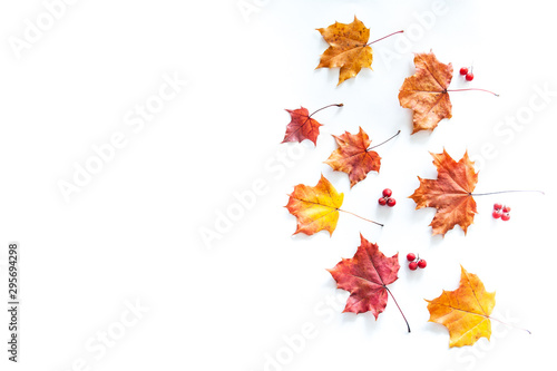 Autumn leaves on a white background  maple leaves and rowan berries  flat lay  space for text