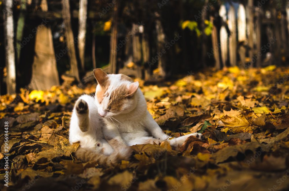 The cat washes in a heap of autumn leaves on a background of a wooden fence