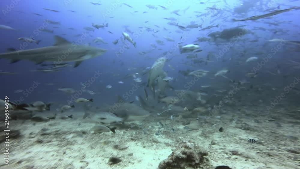 Shark pack in school of fish in Pacific Ocean in Fiji. Dangerous predatory sea animals in underwater marine wildlife of Oceania. Shark pack in school of fish in Pacific Ocean in Fiji. Dangerous predatory sea animals in underwater marine wildlife of Oceania.
